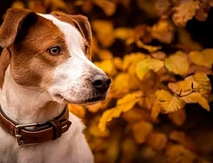 15 beste Hundehalsbänder