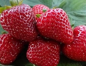 20 beste Sorten remontanter Erdbeeren