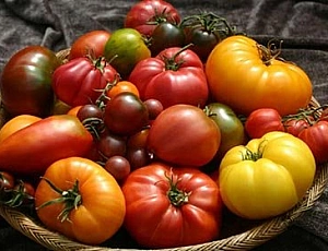 12 meilleures variétés de tomates pour les serres