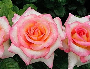 10 meilleures variétés de roses de thé hybrides