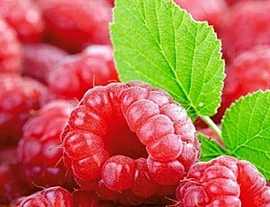 15 beste Sorten remontanter Himbeeren