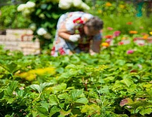 Die 20 besten Gartenprodukte von AliExpress