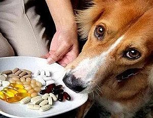 15 beste Vitamine für Hunde