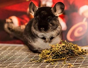 10 bestes Futter für Chinchillas