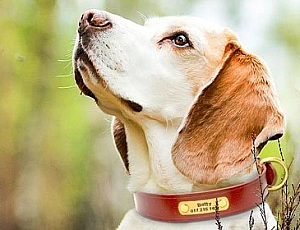 Die 10 besten Hundehalsbänder von AliExpress