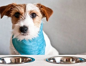 Die 10 besten hypoallergenen Hundefutter