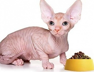 Die 5 besten Sphynx-Lebensmittel