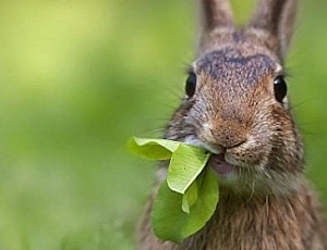 Die 10 besten Futtermittel für Zierkaninchen