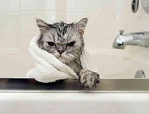 Die 20 besten Katzenshampoos