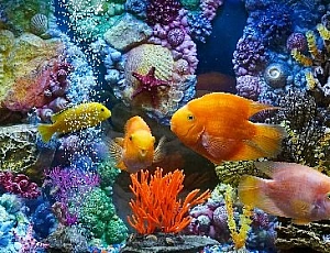 Die 20 besten Aquarienfische