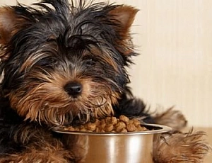 Die 10 besten Yorkie-Lebensmittel