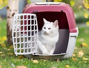 Die 10 besten Transportboxen für Katzen