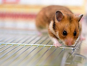 Die 10 besten Käfige für Hamster