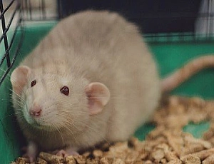 5 beste Würfe für Ratten