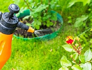 Top 10 Heilmittel gegen Spinnmilben