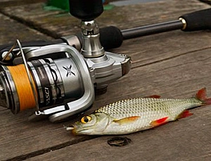 Die 10 besten Spinnruten für Micro Jig