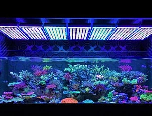 Top 10 Aquarienlampen