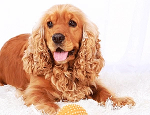 Die 10 besten Cockerspaniel-Lebensmittel