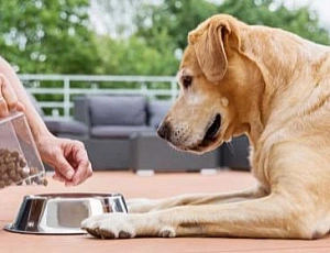 Die 10 besten Hundefutter für große Rassen des Jahres 2021