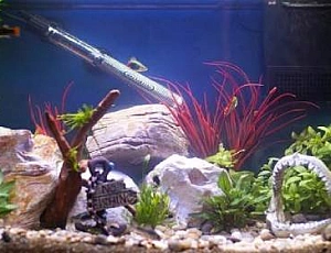 Die 8 besten Aquariumheizungen