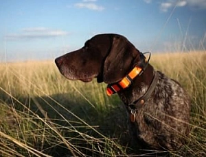 Die 10 besten GPS-Tracker-Hundehalsbänder für die Jagd