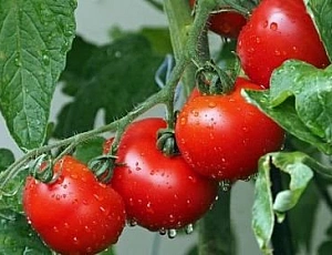 15 meilleures variétés de tomates pour la serre