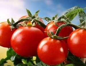 10 beste Tomatensorten für den Ural