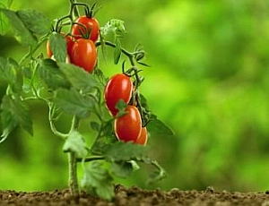 15 beste Sorten von niedrig wachsenden Tomaten für Freiland