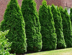 Die 10 besten Thuja-Sorten